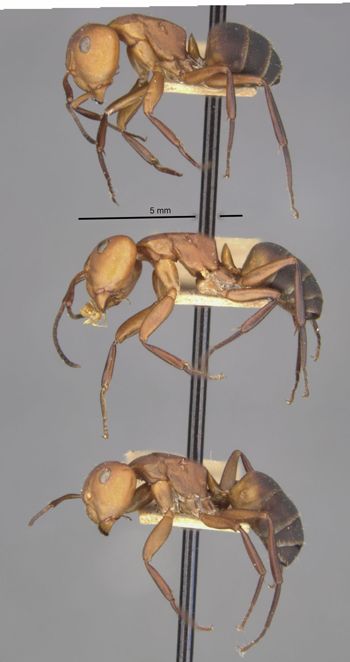 Media type: image;   Entomology 21619 Aspect: habitus lateral view